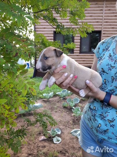 Миниатюрный бультерьер щенки