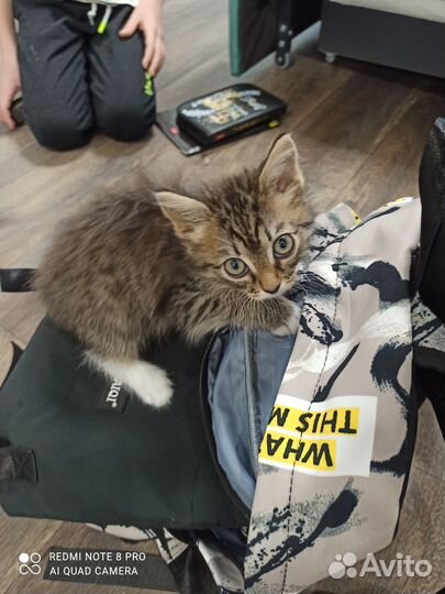 Отдам котенка в добрые руки