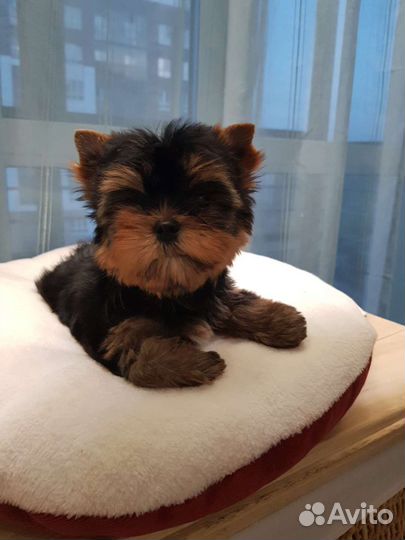 Йоркширский терьер