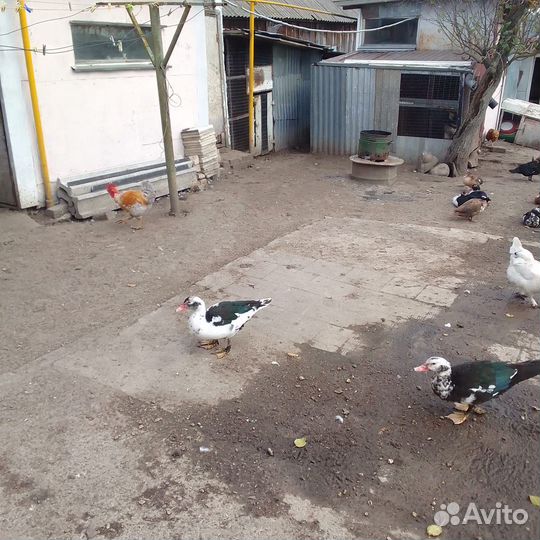 Индоутки на мясо и племя 2024г