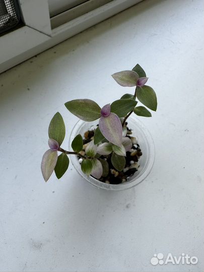 Каллизия крибо