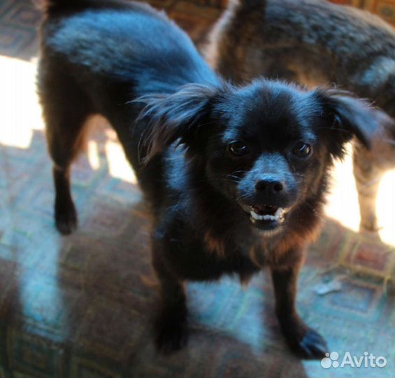 Мелкая собачка в добрые руки