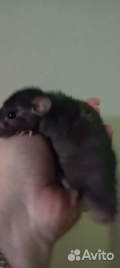 Крысята дамбо рекс