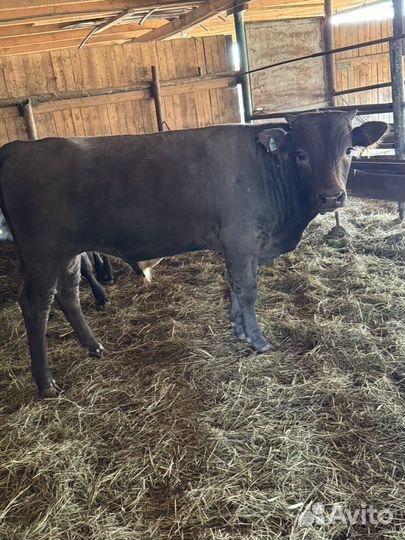 Бычки и телки