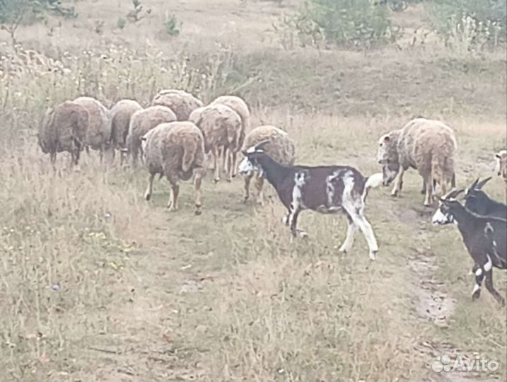 Козы и овцы