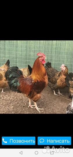 Инкубационное яйцо продам