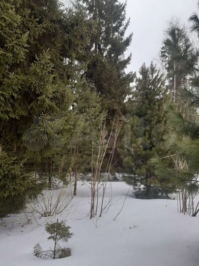 Участок 13,5 сот. (ИЖС)