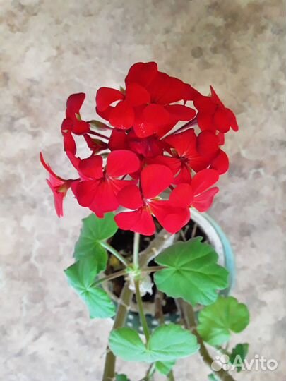 Пеларгония