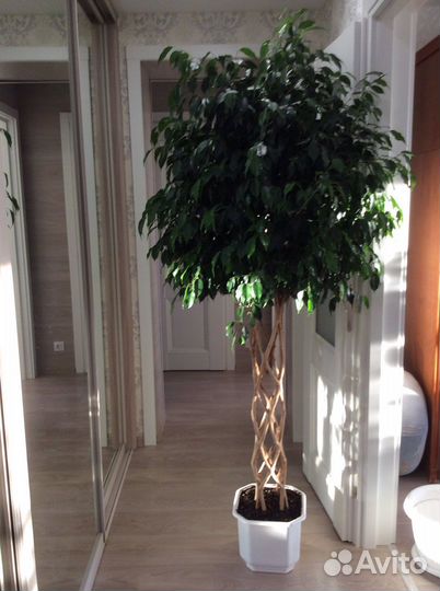 Фикус бенджамина