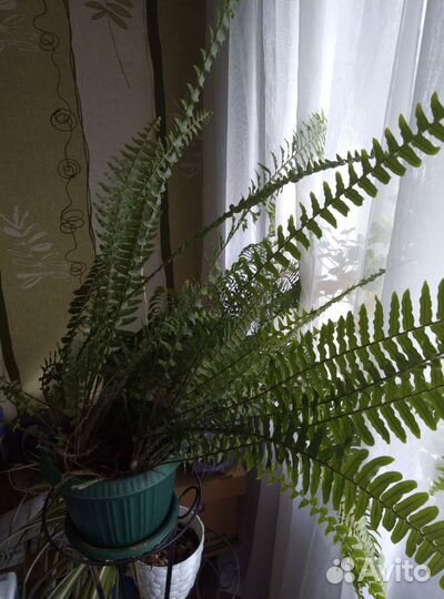 Папоротник комнатный