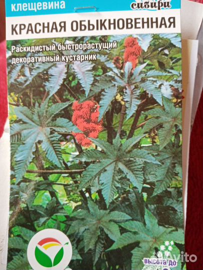 Рассада клещевины