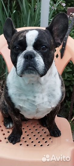 Французский бульдог кобель вязка
