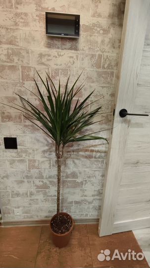 Драцена маргината