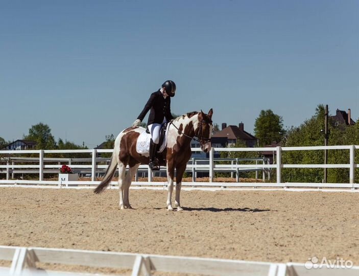 Пегая кобыла-учитель