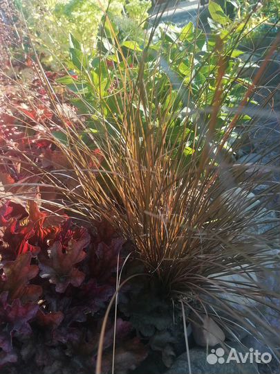 Осока буханана