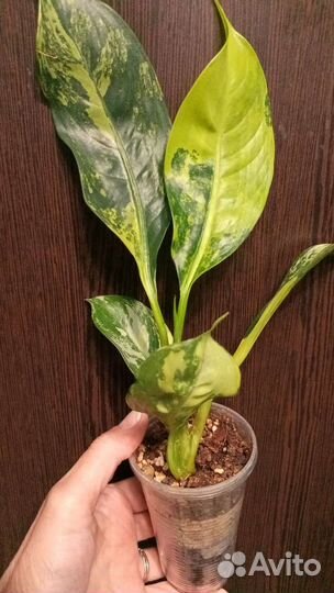 Диффенбахия Yellow Variegated