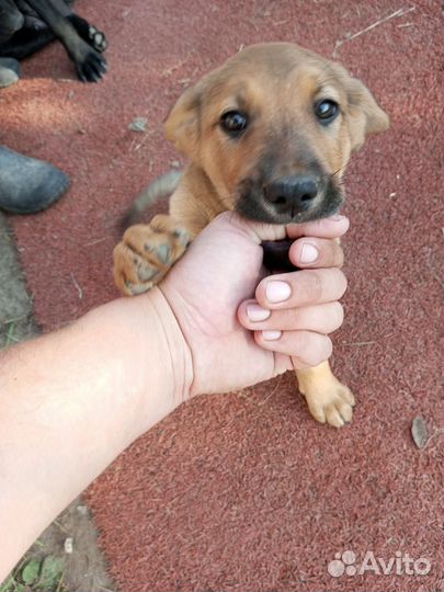 Собака в добрые руки отдам бесплатно