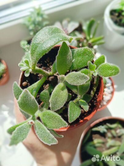 Суккуленты