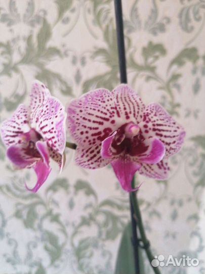 Фаленопсис биглип