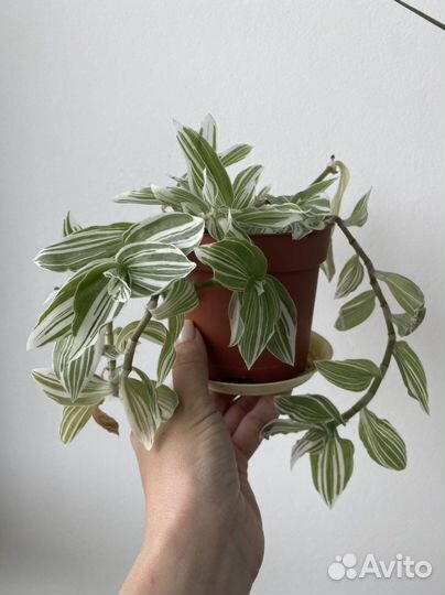 Замиокулькас, Традесканция белая с горшком