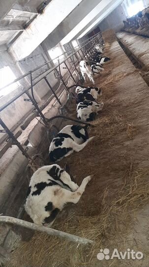 Бычки на откорм и телочки