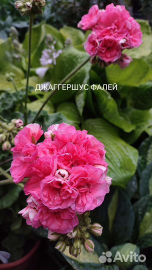 Пеларгония Герань Jägershus Falej