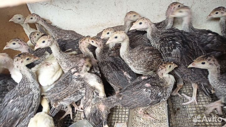 Индюки, индоутята, цыплята и цесарята