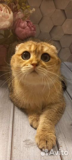 Шотландский вислоухий кот