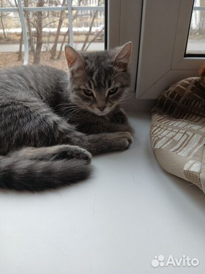 Приютите котенка 2 месяцев,очень прошу