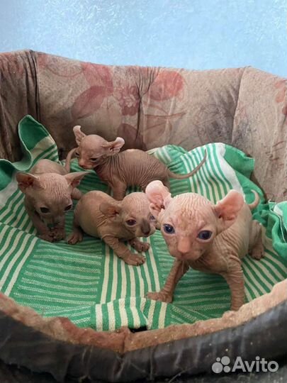 Канадский сфинкс эльф вязка