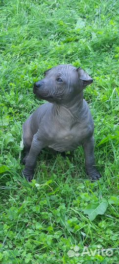 Ксоло мексиканская голая собака мини девочка