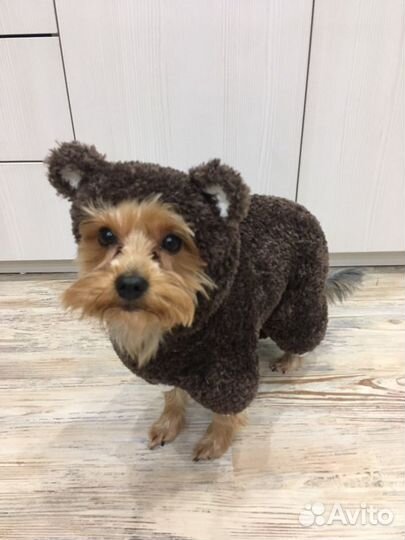 Комбинезон для маленькой собаки