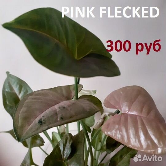 Сингониумы 3