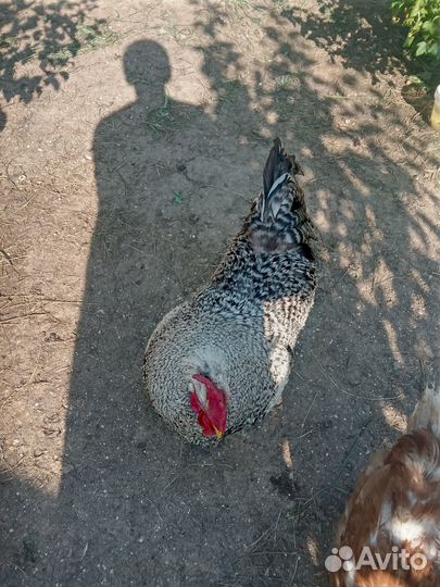 Продам петуха