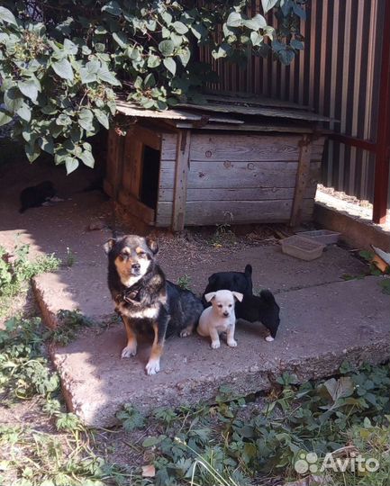 Щенки в добрые руки