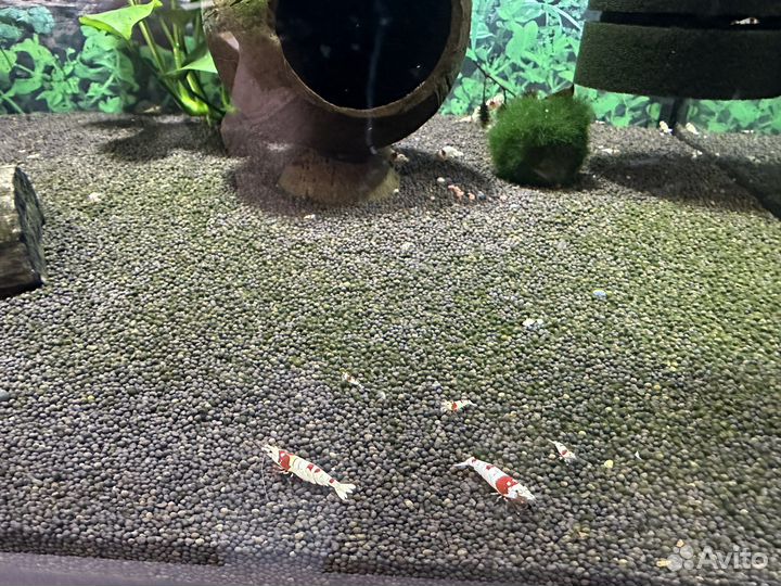 Аквариумные креветки