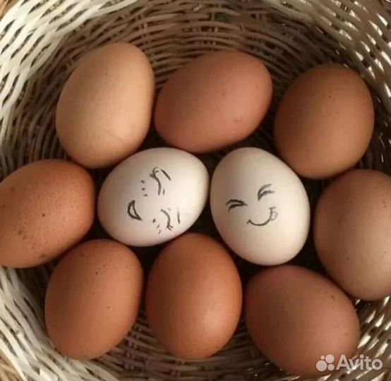 Домашние куриные яйца