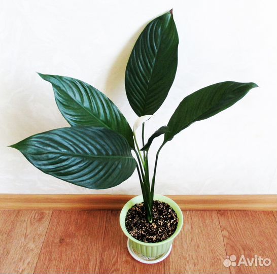 Спатифиллум Свит Лауретта