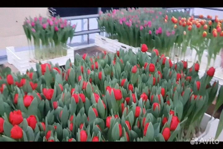 Тюльпаны оптом от производителя