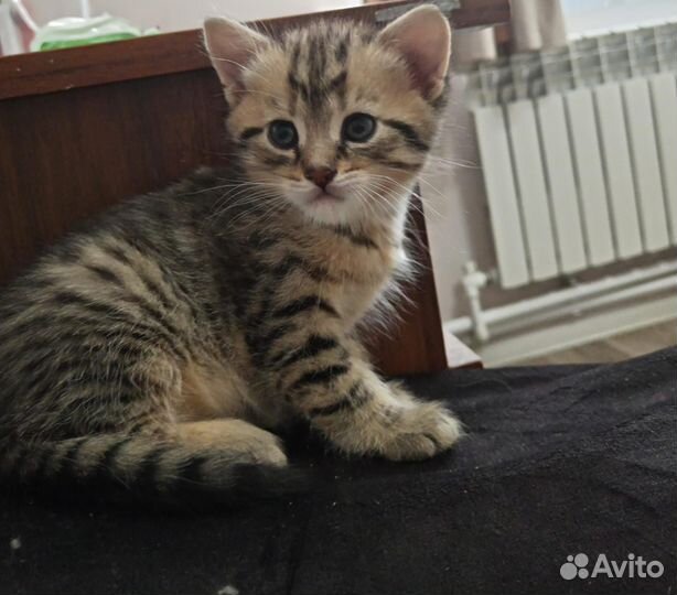 Отдам котенка в добрые руки