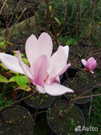 Магнолии