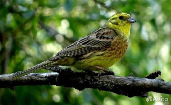 Певчие птицы