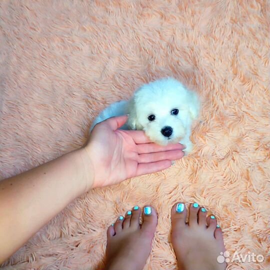 Бишон фризе mini мальчик