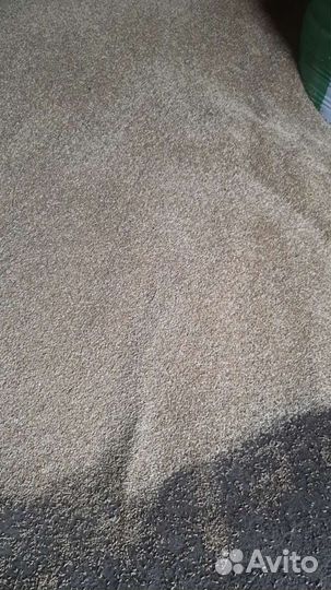 Ячмень яровой 2024 года