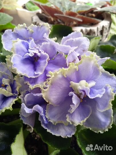 Фиалка сортовая Crimson lse, Балерина