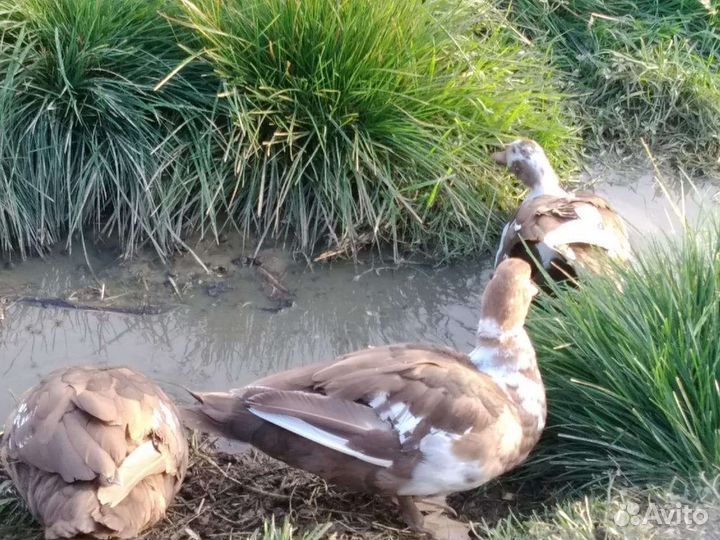 Индоутята мускусные