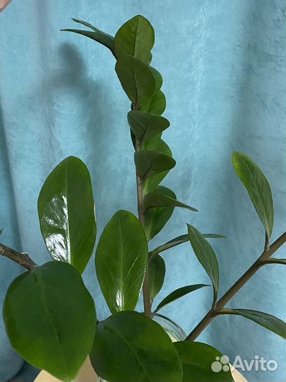 Замиокулькас