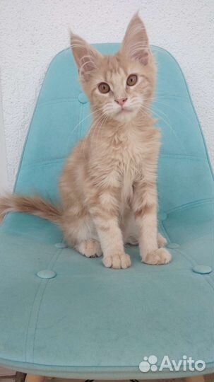 Солнечные мальчики Мейн-кун