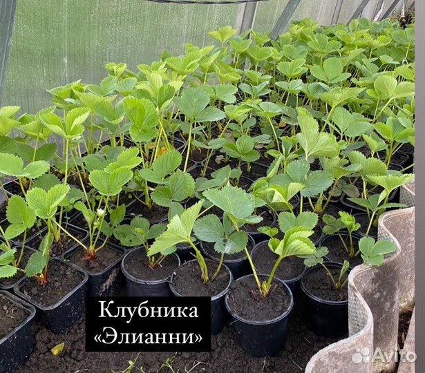 Усы клубники