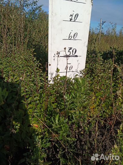 Сеянец кизильника